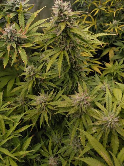 Hulkberry Auto RQS. Week 10