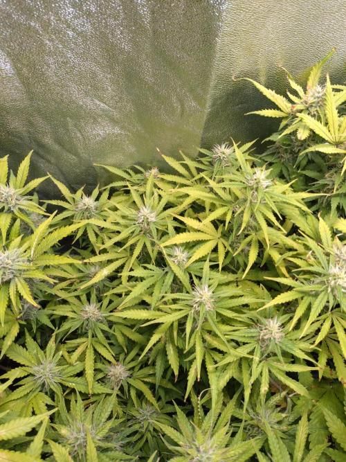 Strawberry Cheesecake Auto Barneys Farm. Week 10