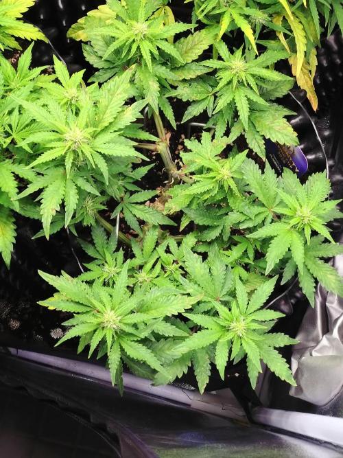 Sticky Broccoli Auto ZMA Eternity Cup'26. Week 8