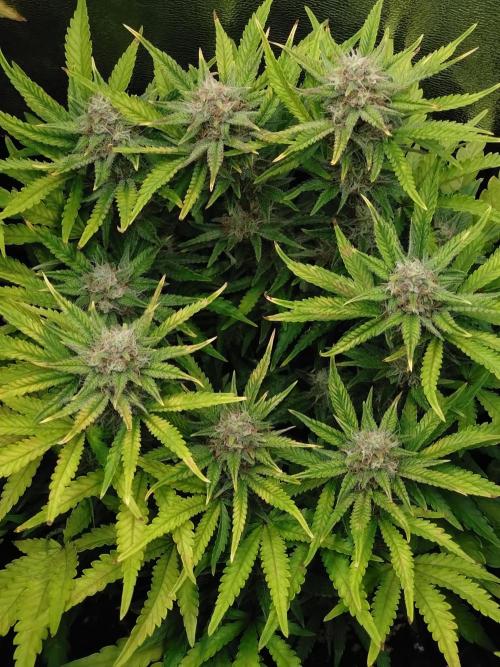 Cherry Cola RF3 Auto Fastbuds. Week 8