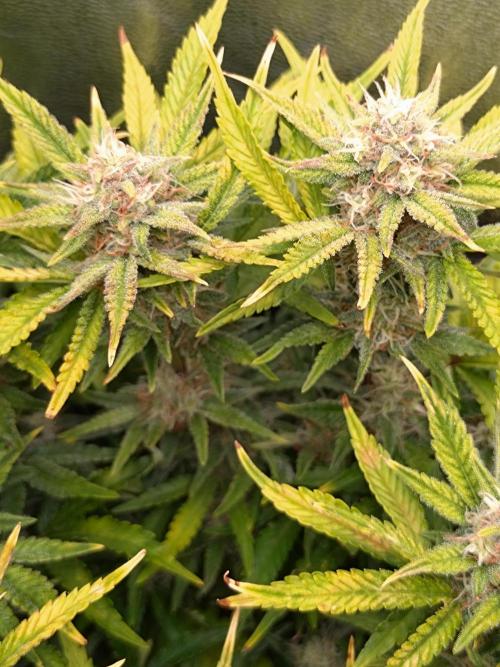 Cherry Cola RF3 Auto Fastbuds. Week 8