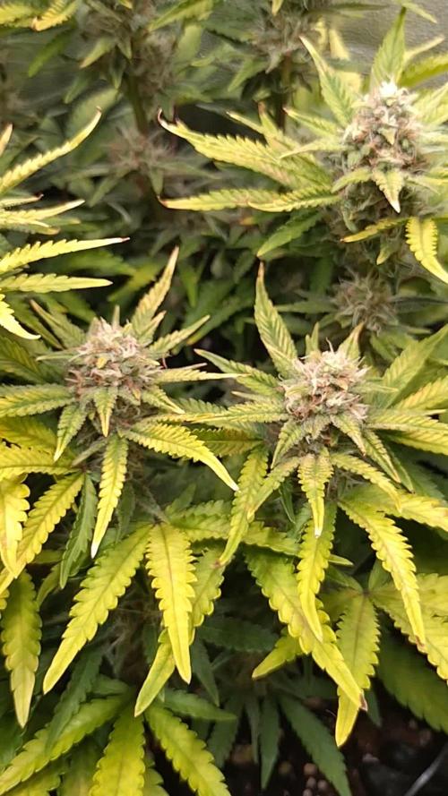 Cherry Cola RF3 Auto Fastbuds