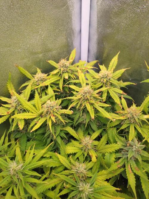 Grape Pop Rocks Auto Anesia Seeds. Week 10