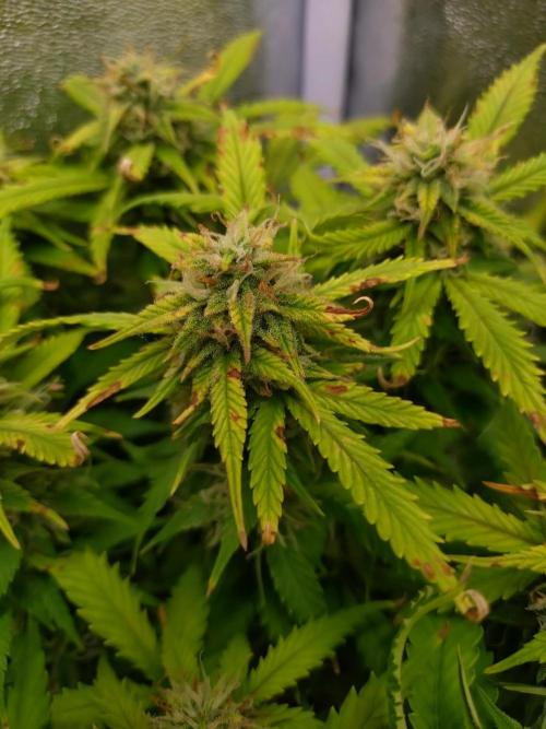 Grape Pop Rocks Auto Anesia Seeds. Week 10