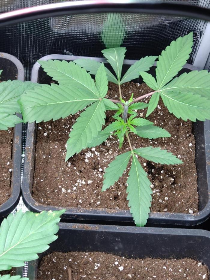 Green Gelato P#1 Royal Queen Seeds. Week 3