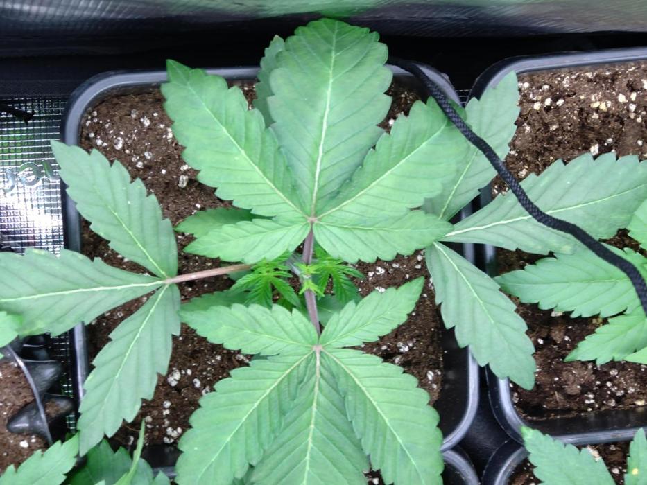 Green Gelato P#2 Royal Queen Seeds. Week 3