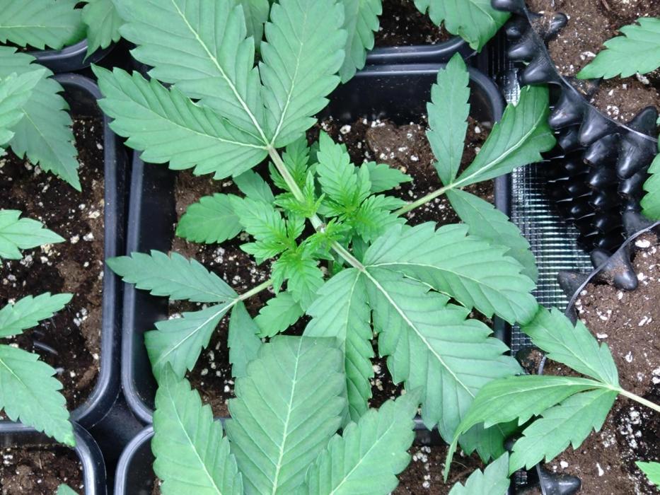 Lemonpaya Pheno #1 Fastbuds. Week 3