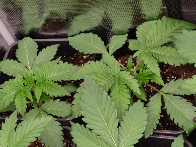 Lemon Cherry Gelato Barneys Farm. Week 3