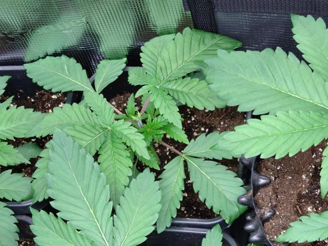 Lemon Cherry Gelato Barneys Farm. Week 3