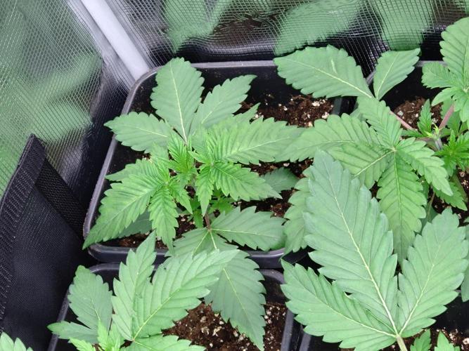 Lemon Cherry Gelato Barneys Farm. Week 3