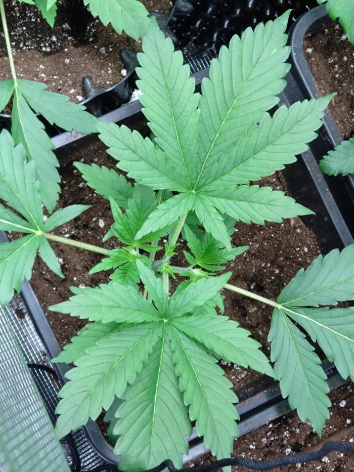 Orange Sherbet FF P#1 Fastbuds. Week 3