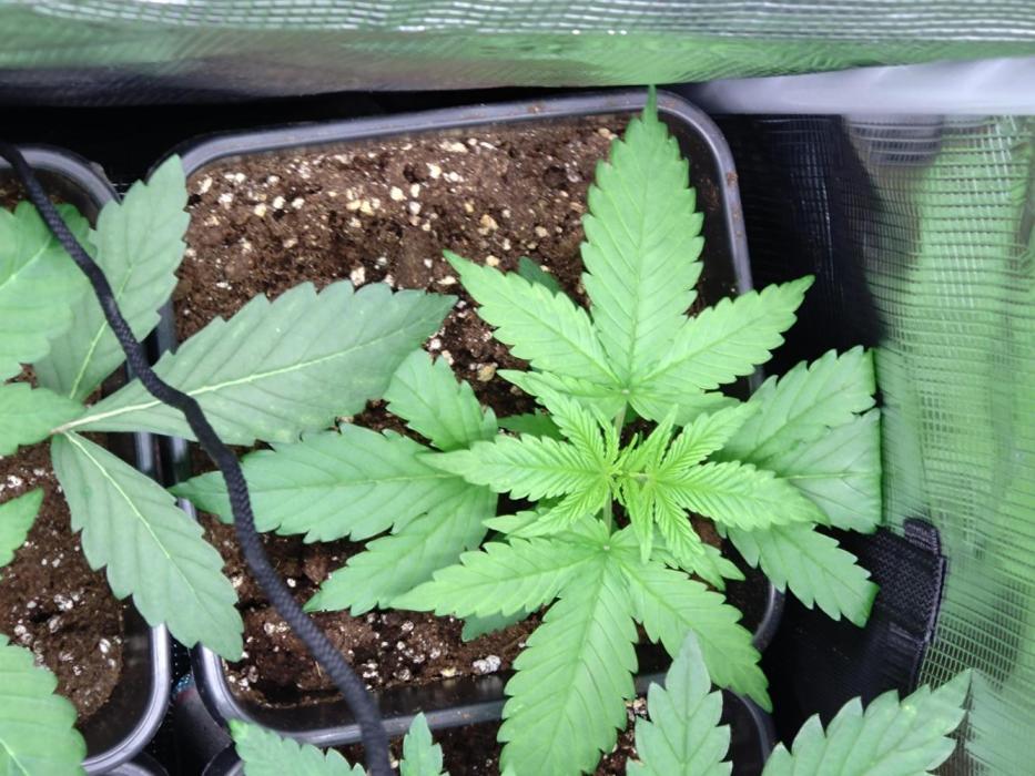 Orange Sherbet FF P#2 Fastbuds. Week 3