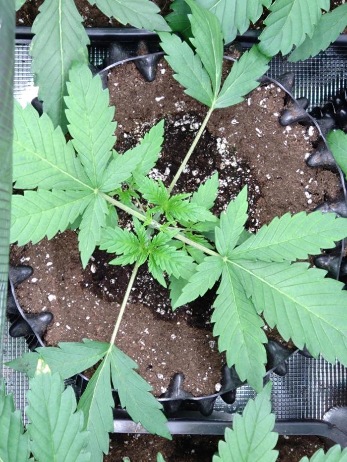 Permanent Marker Zamnesia. Week 3