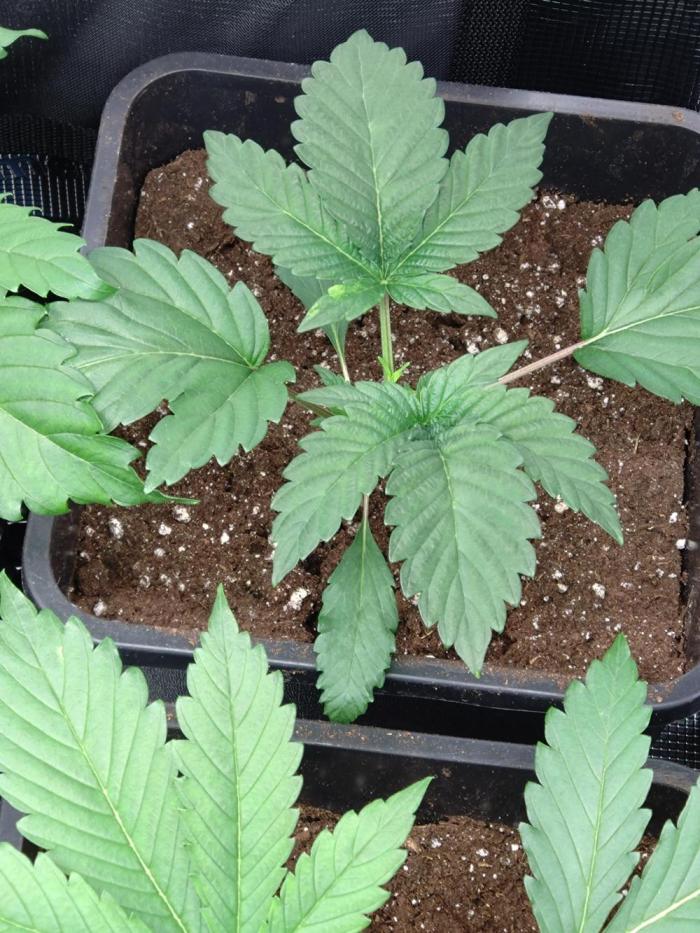 Gelato 44 Tyson 2.0 x RQS. Week 3