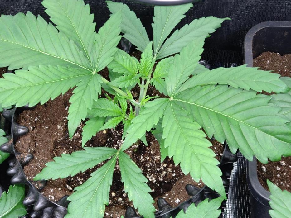 Euphoria Royal Queen Seeds. Week 3