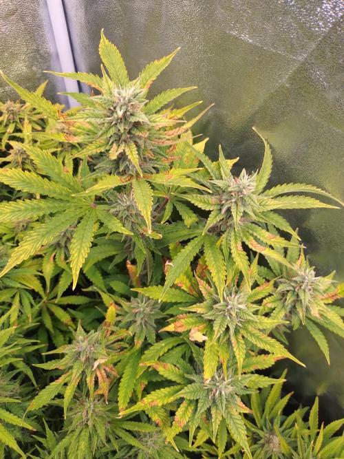 Purple Lemonade Auto RQS. Week 11