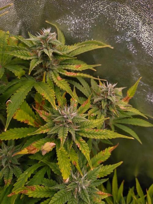 Purple Lemonade Auto RQS. Week 11