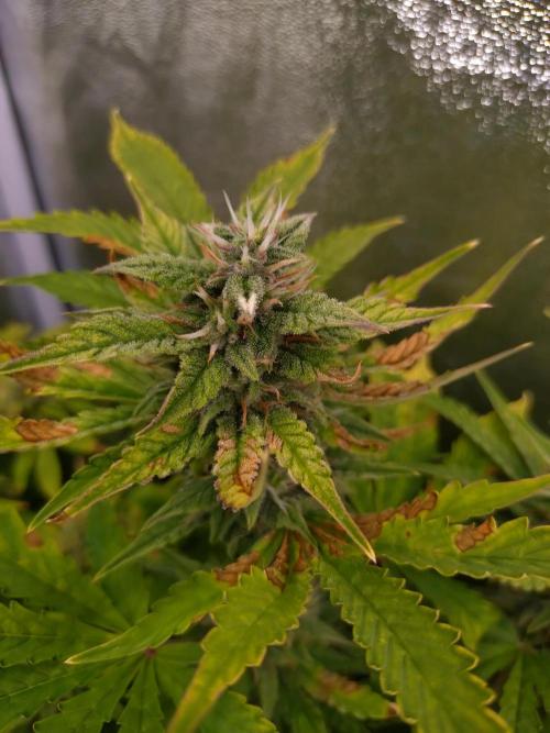 Purple Lemonade Auto RQS. Week 11