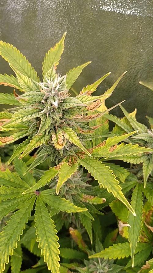 Purple Lemonade Auto RQS