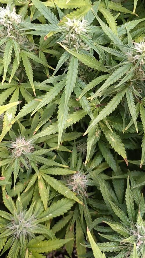 Strawberry Cheesecake Auto Barneys Farm