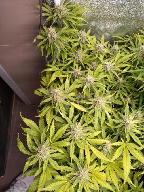 Cinderella Auto Fastbuds. Week 11