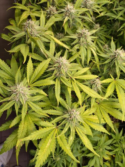 Cinderella Auto Fastbuds. Week 11