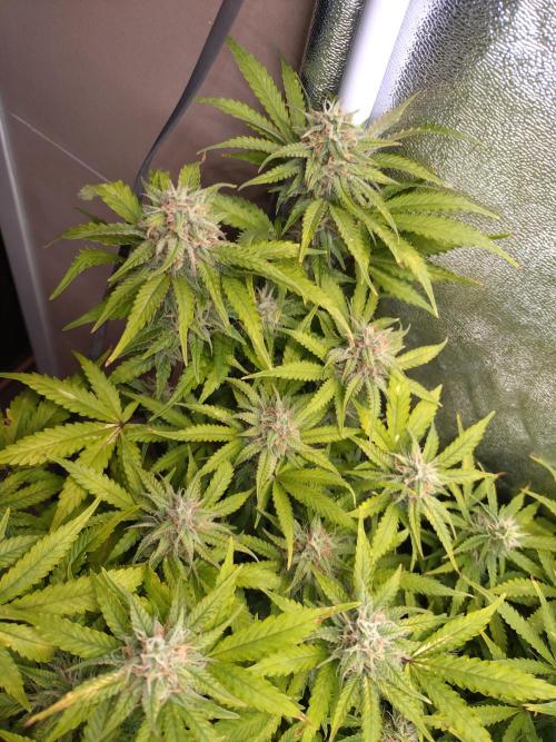 Cinderella Auto Fastbuds. Week 11