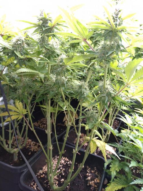 Cinderella Auto Fastbuds. Week 11