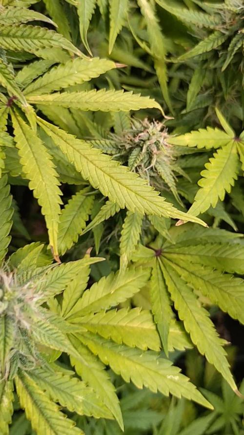 Cinderella Auto Fastbuds