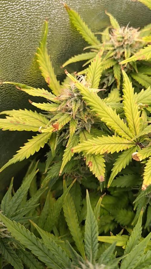 Grape Pop Rocks Auto Anesia Seeds