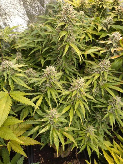 Hulkberry Auto RQS. Week 11