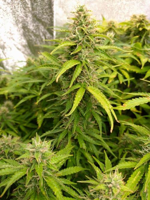 Hulkberry Auto RQS. Week 11