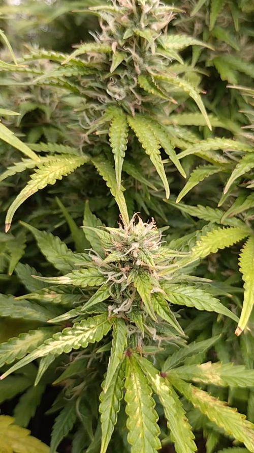 Hulkberry Auto RQS