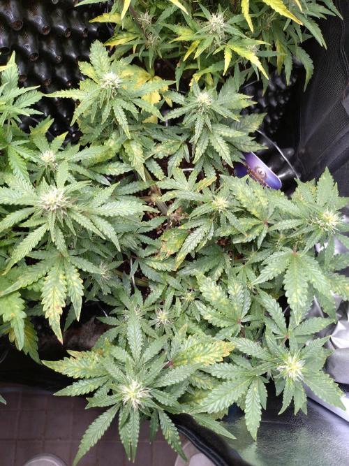 Sticky Broccoli Auto ZMA Eternity Cup'26. Week 9