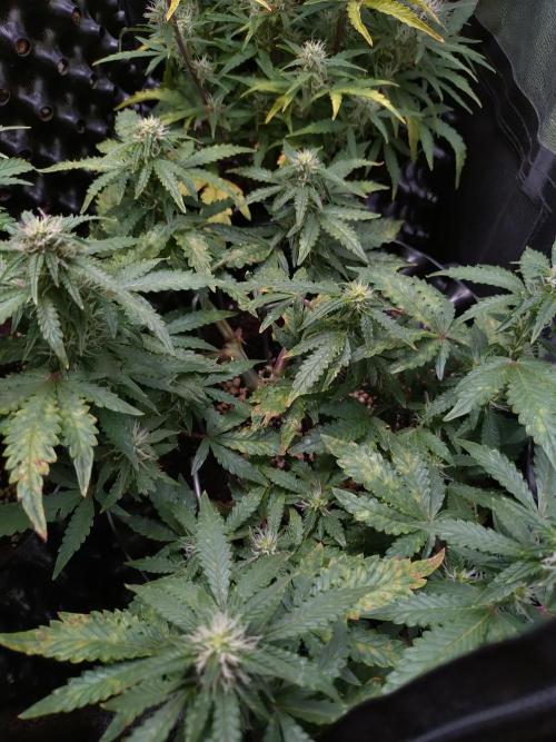 Sticky Broccoli Auto ZMA Eternity Cup'26. Week 9