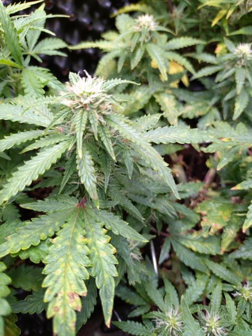 Sticky Broccoli Auto ZMA Eternity Cup'26. Week 9