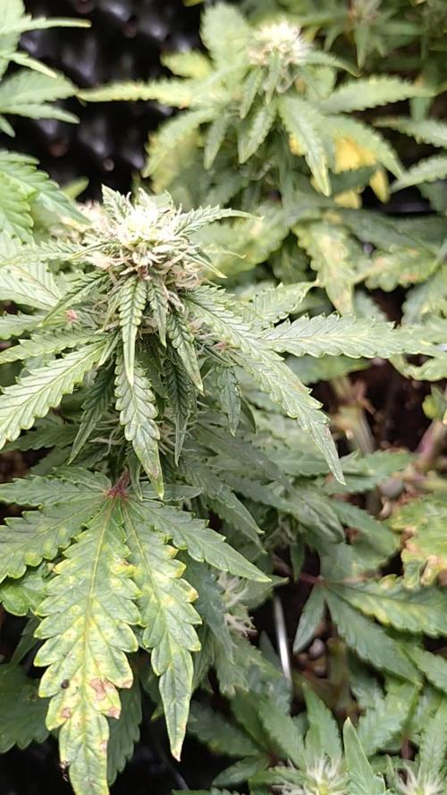 Sticky Broccoli Auto ZMA Eternity Cup'26