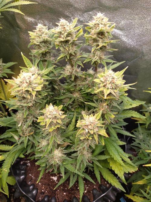 Cherry Cola RF3 Auto Fastbuds. Week 9