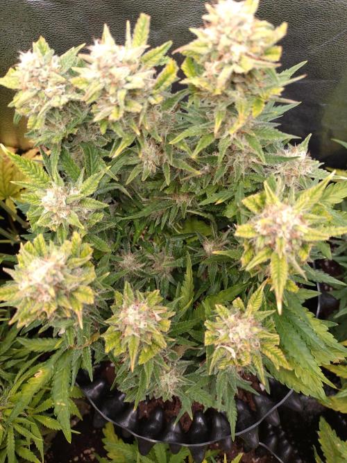 Cherry Cola RF3 Auto Fastbuds. Week 9