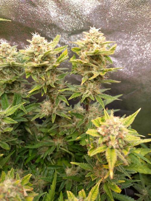 Cherry Cola RF3 Auto Fastbuds. Week 9