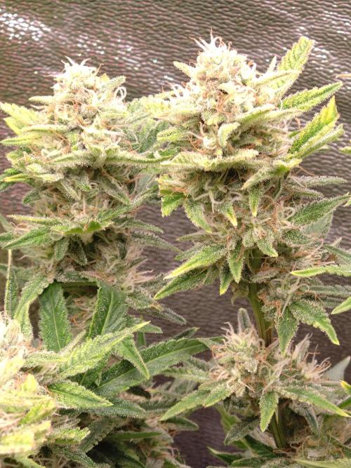 Cherry Cola RF3 Auto Fastbuds. Week 9