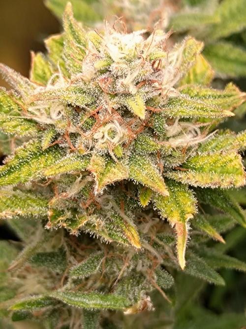 Cherry Cola RF3 Auto Fastbuds. Week 9