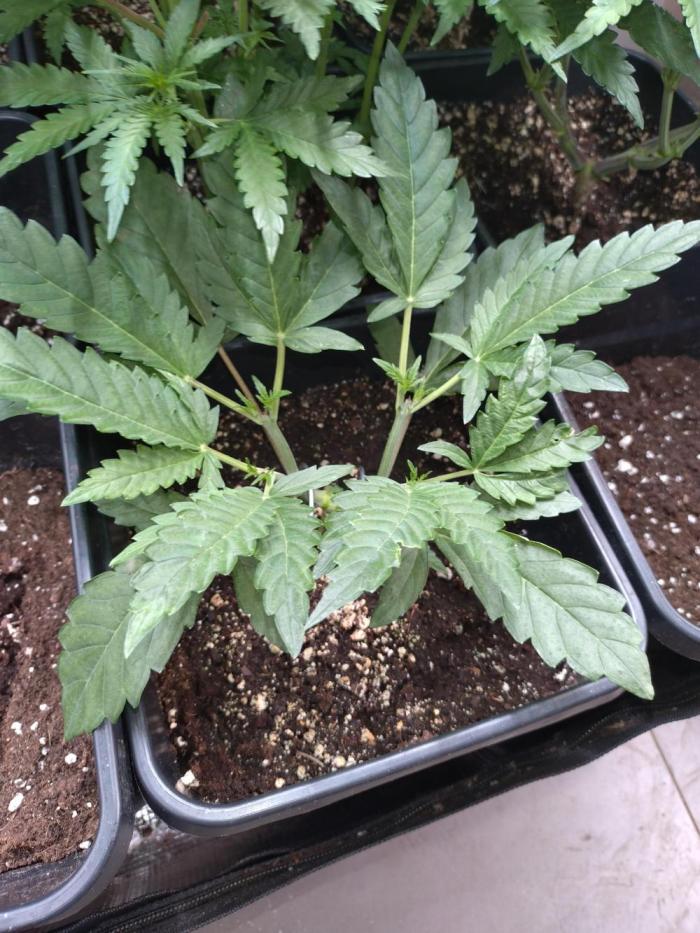 North Thunderfuck Auto RQS. Week 4