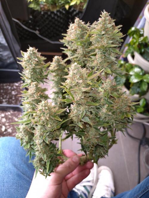 Cherry Cola RF3 Auto Fastbuds. Week 10