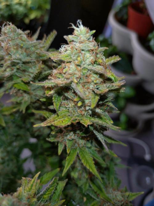 Cherry Cola RF3 Auto Fastbuds. Week 10