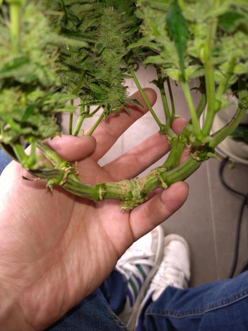 Cherry Cola RF3 Auto Fastbuds. Week 10