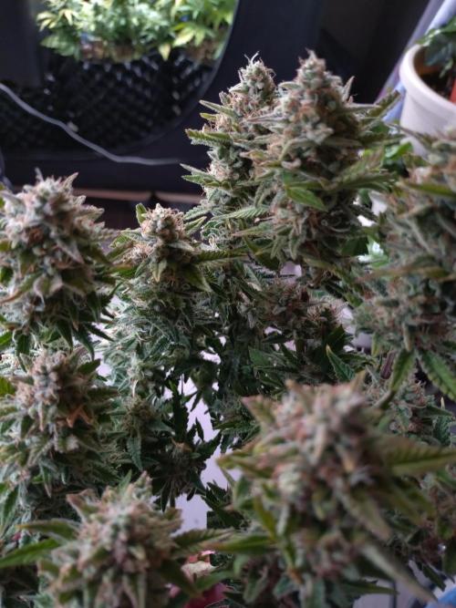 Cherry Cola RF3 Auto Fastbuds. Week 10