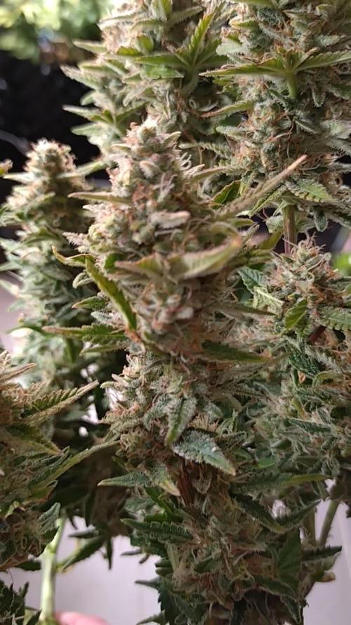 Cherry Cola RF3 Auto Fastbuds