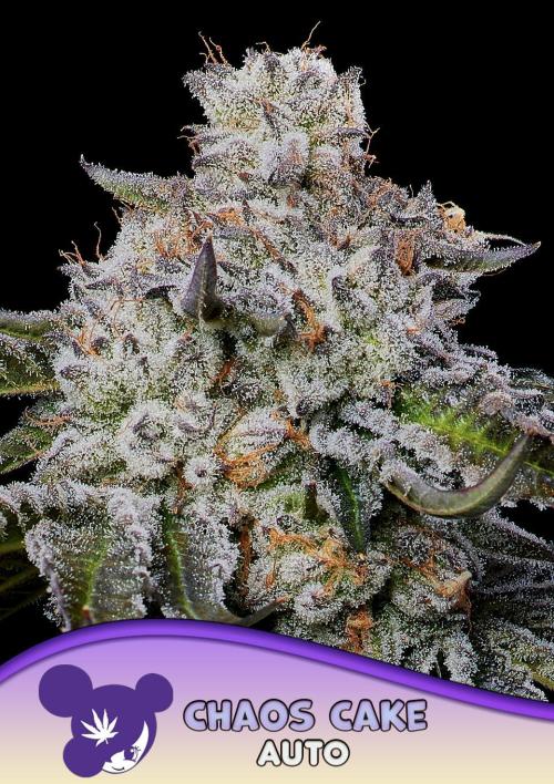 Chaos Cake Auto Anesia Seeds. Week 0