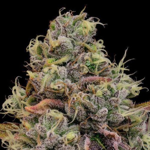 Chaos Cake Auto Anesia Seeds. Week 0